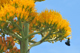 Sui fiori di agave